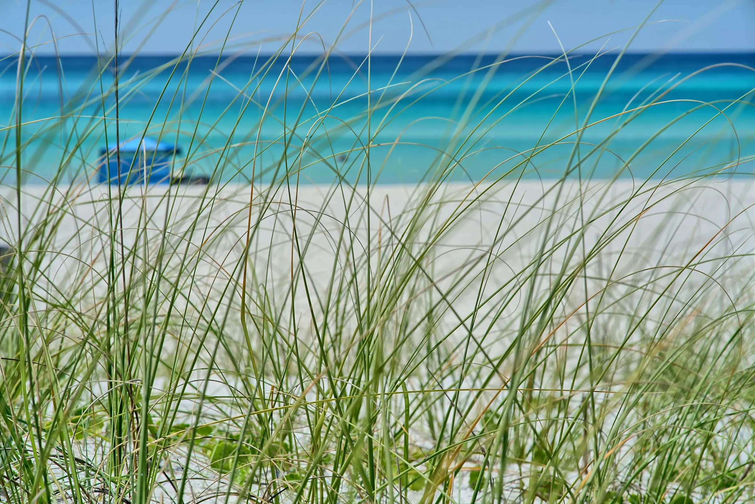Sea oats on a dune above white sand and turquoise Gulf water